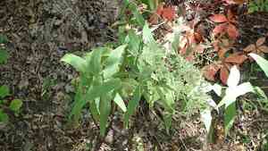Upland boneset(Eupatorium sessilifolium)