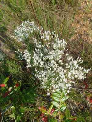 Bonesets (Eupatorium)(Eupatorium)