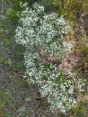 Bonesets (Eupatorium)(Eupatorium)
