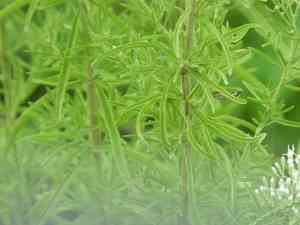 Bonesets (Eupatorium)(Eupatorium)