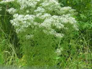 Bonesets (Eupatorium)(Eupatorium)