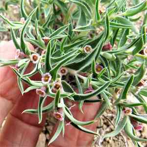 Pointed sandmat(Euphorbia acuta)
