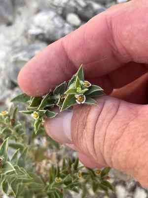 Pointed sandmat(Euphorbia acuta)