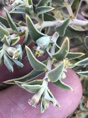 Pointed sandmat(Euphorbia acuta)