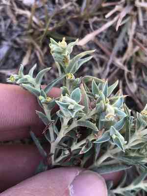 Pointed sandmat(Euphorbia acuta)