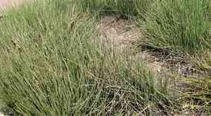 Candelilla(Euphorbia antisyphilitica)