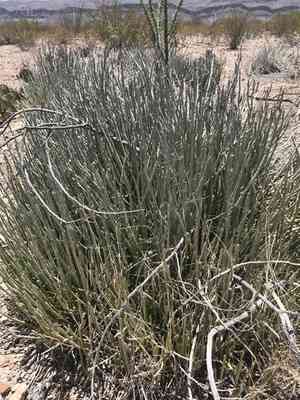 Candelilla(Euphorbia antisyphilitica)