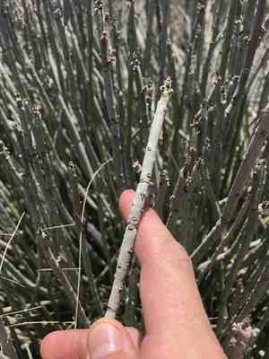Candelilla(Euphorbia antisyphilitica)