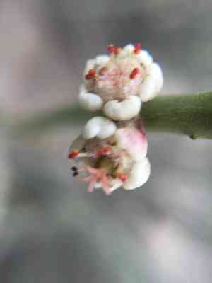 Candelilla(Euphorbia antisyphilitica)