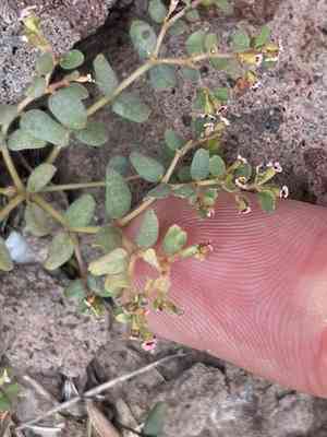Arizona spurge(Euphorbia arizonica)