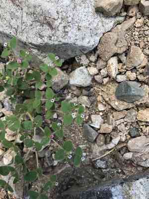 Arizona spurge(Euphorbia arizonica)