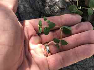 Arizona spurge(Euphorbia arizonica)