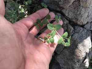 Arizona spurge(Euphorbia arizonica)