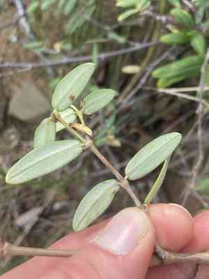 Euphorbia articulata(Euphorbia articulata)