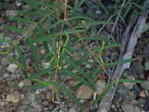 Euphorbia articulata(Euphorbia articulata)