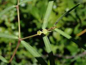 Euphorbia articulata(Euphorbia articulata)