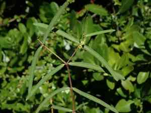 Euphorbia articulata(Euphorbia articulata)