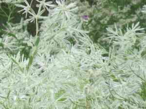 Snow On The Prairie(Euphorbia bicolor)