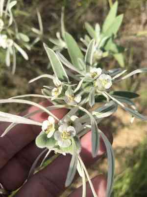 Snow On The Prairie(Euphorbia bicolor)