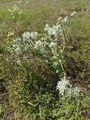 Snow On The Prairie(Euphorbia bicolor)