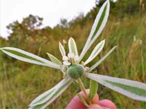 Snow On The Prairie(Euphorbia bicolor)