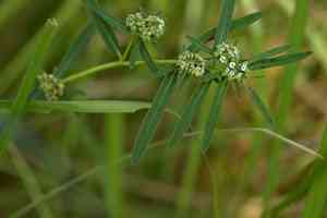 Euphorbia bifida(Euphorbia bifida)