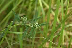 Euphorbia bifida(Euphorbia bifida)