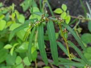 Euphorbia bifida(Euphorbia bifida)
