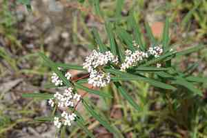 Euphorbia bifida(Euphorbia bifida)