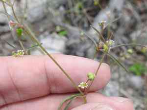 Blackseed spurge(Euphorbia bilobata)
