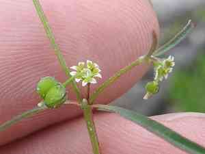 Blackseed spurge(Euphorbia bilobata)