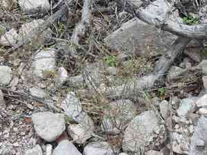 Blackseed spurge(Euphorbia bilobata)