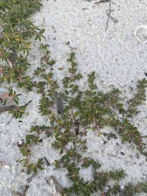 Limestone sandmat(Euphorbia blodgettii)