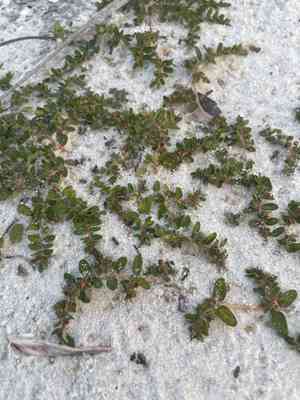 Limestone sandmat(Euphorbia blodgettii)