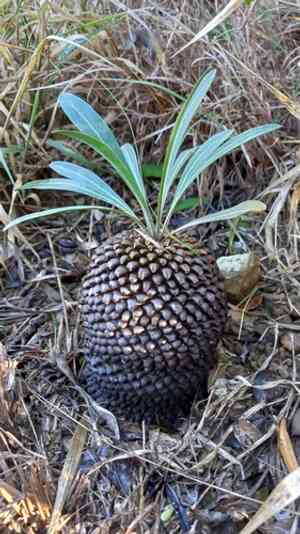 Pine-cone plant(Euphorbia bupleurifolia)