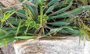 Pine-cone plant(Euphorbia bupleurifolia)