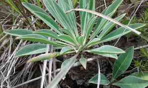Pine-cone plant(Euphorbia bupleurifolia)