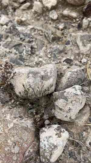 Bristlecup sandmat(Euphorbia chaetocalyx)