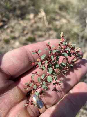 Bristlecup sandmat(Euphorbia chaetocalyx)