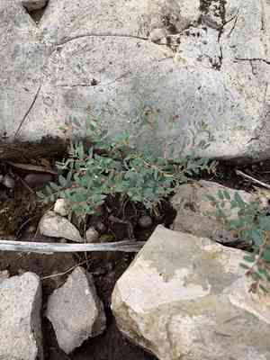 Bristlecup sandmat(Euphorbia chaetocalyx)