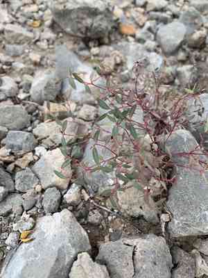 Bristlecup sandmat(Euphorbia chaetocalyx)