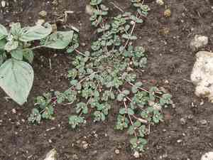 Spurge(Euphorbia chamaesyce)