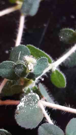 Spurge(Euphorbia chamaesyce)