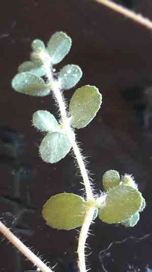 Spurge(Euphorbia chamaesyce)