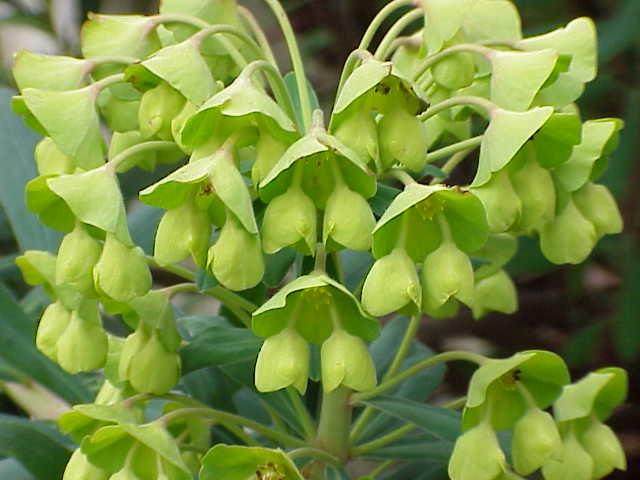 Mediterranean spurge