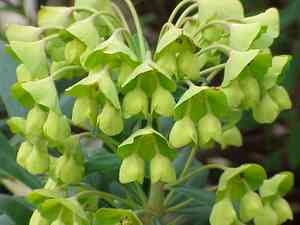 Mediterranean spurge(Euphorbia characias)