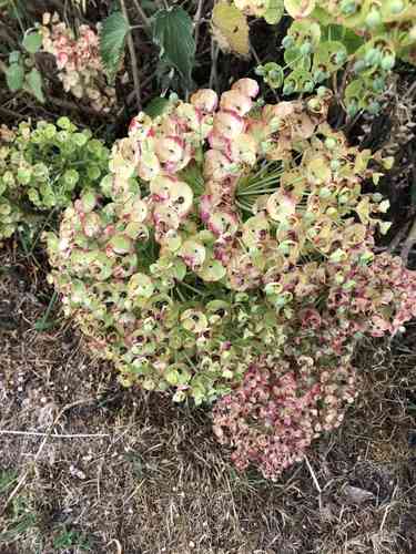 Mediterranean spurge(Euphorbia characias)