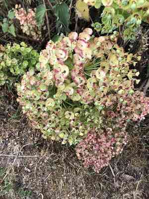 Mediterranean spurge(Euphorbia characias)