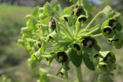 Mediterranean spurge(Euphorbia characias)