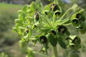 Mediterranean spurge(Euphorbia characias)